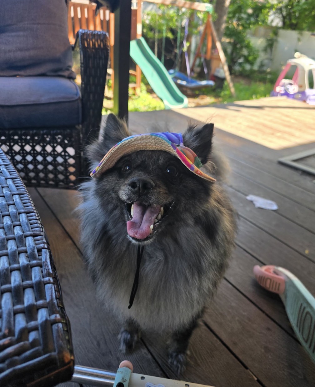 picture of dog