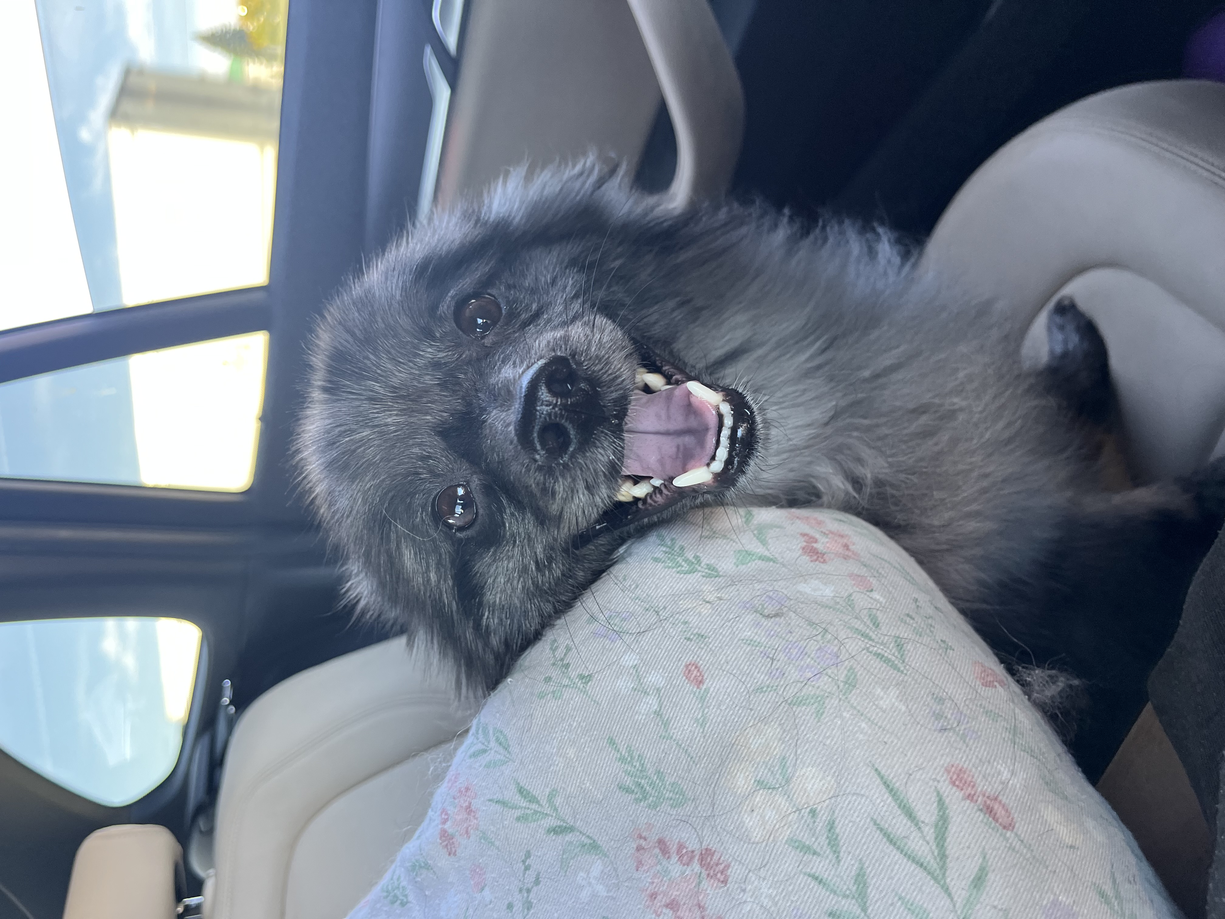 picture of dog