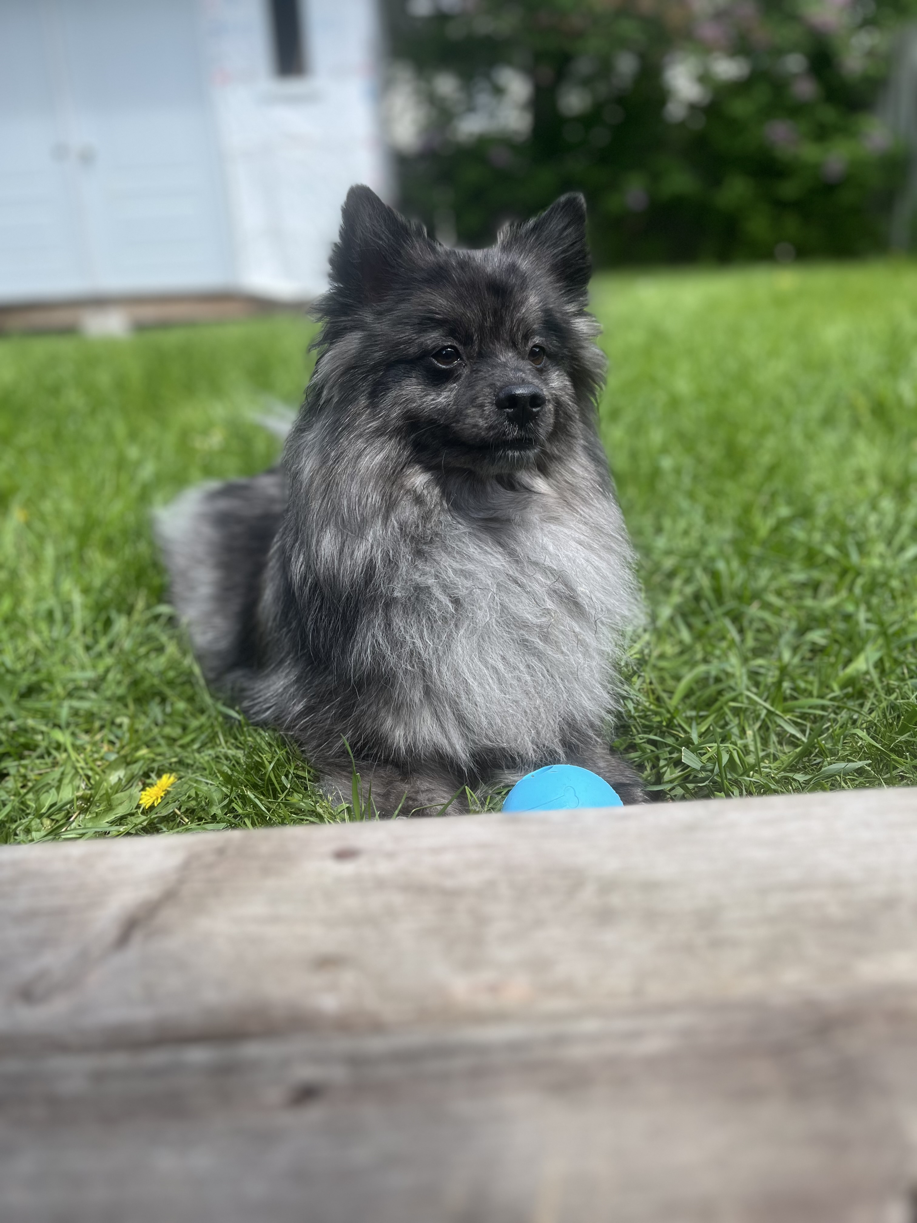 picture of dog