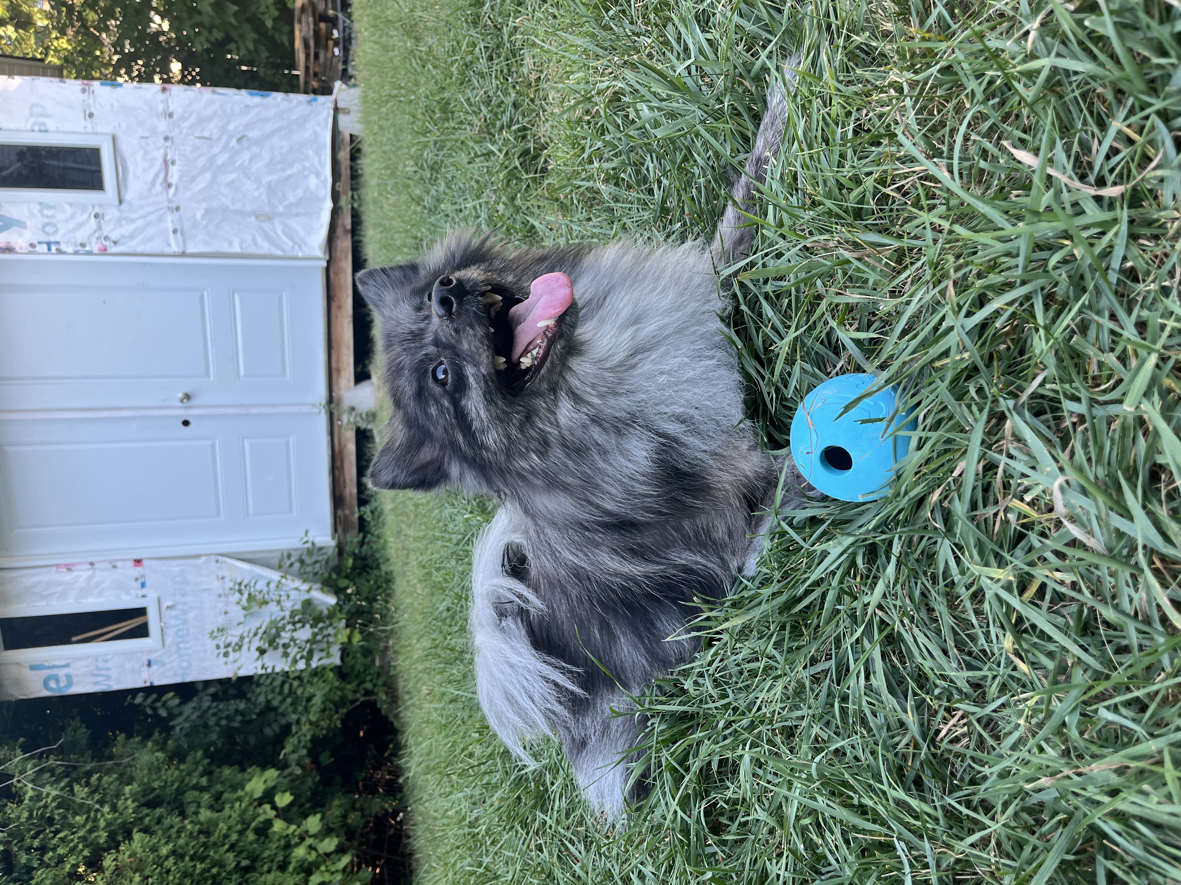 picture of dog