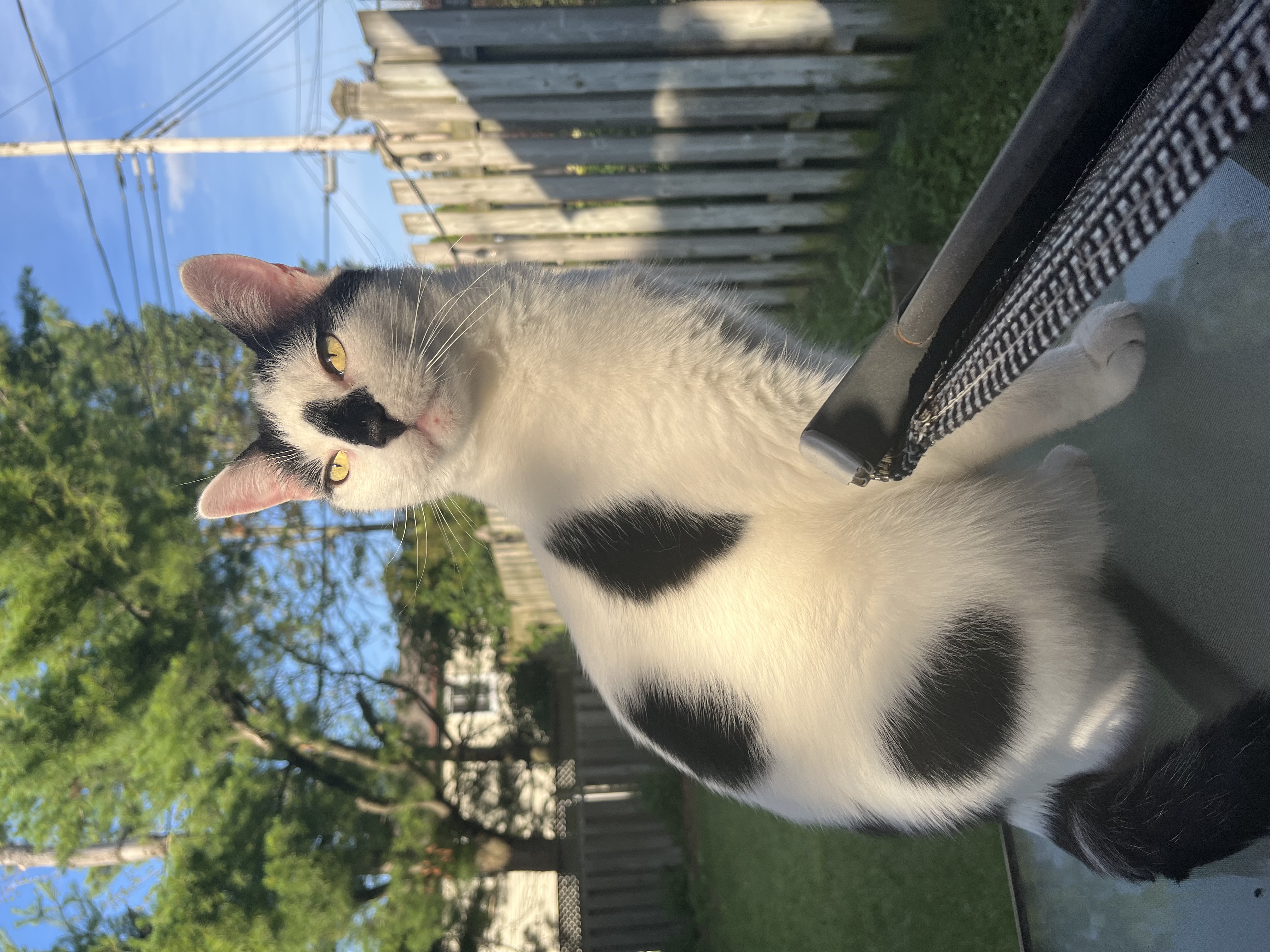 black and white cat