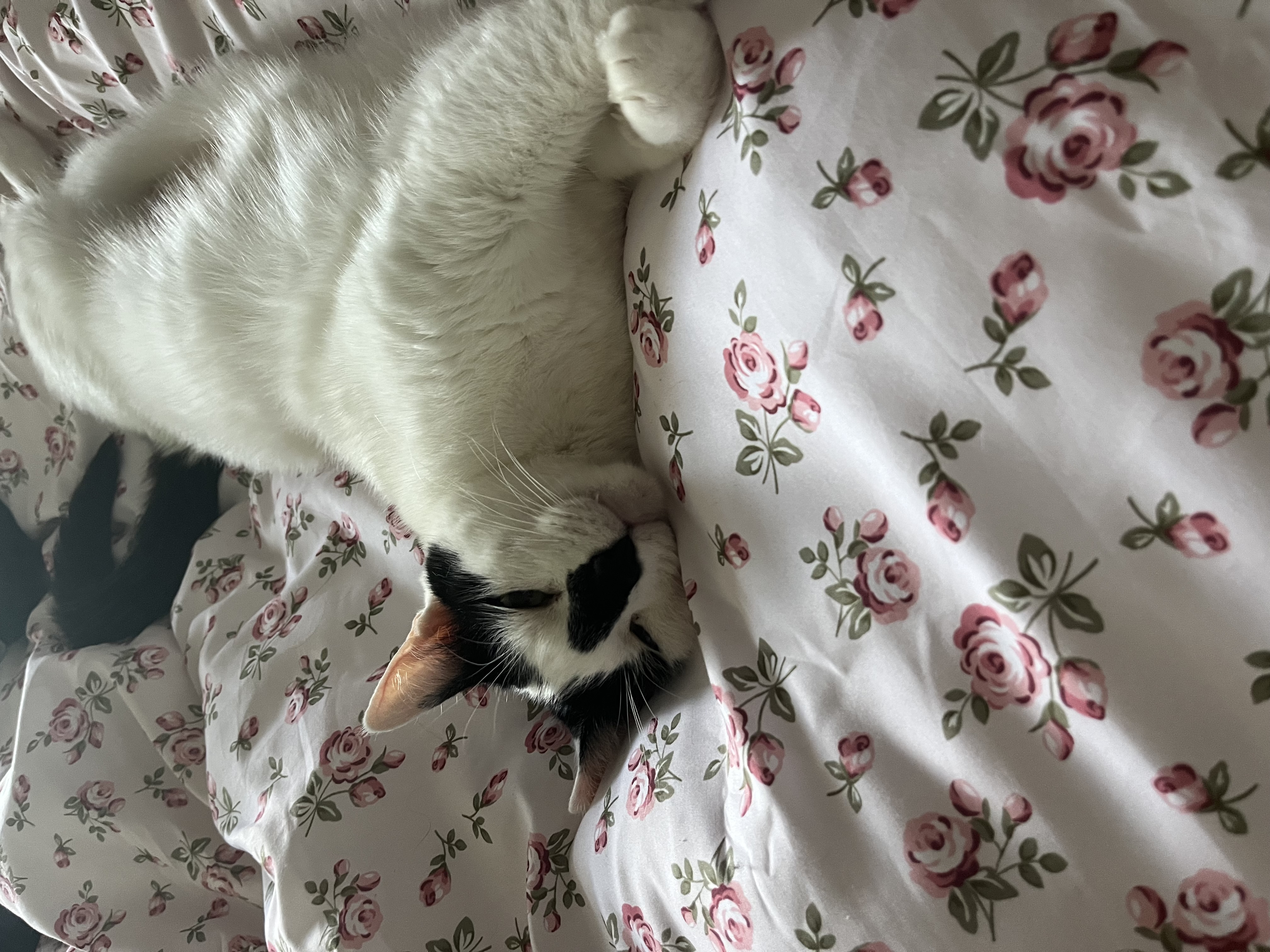 black and white cat