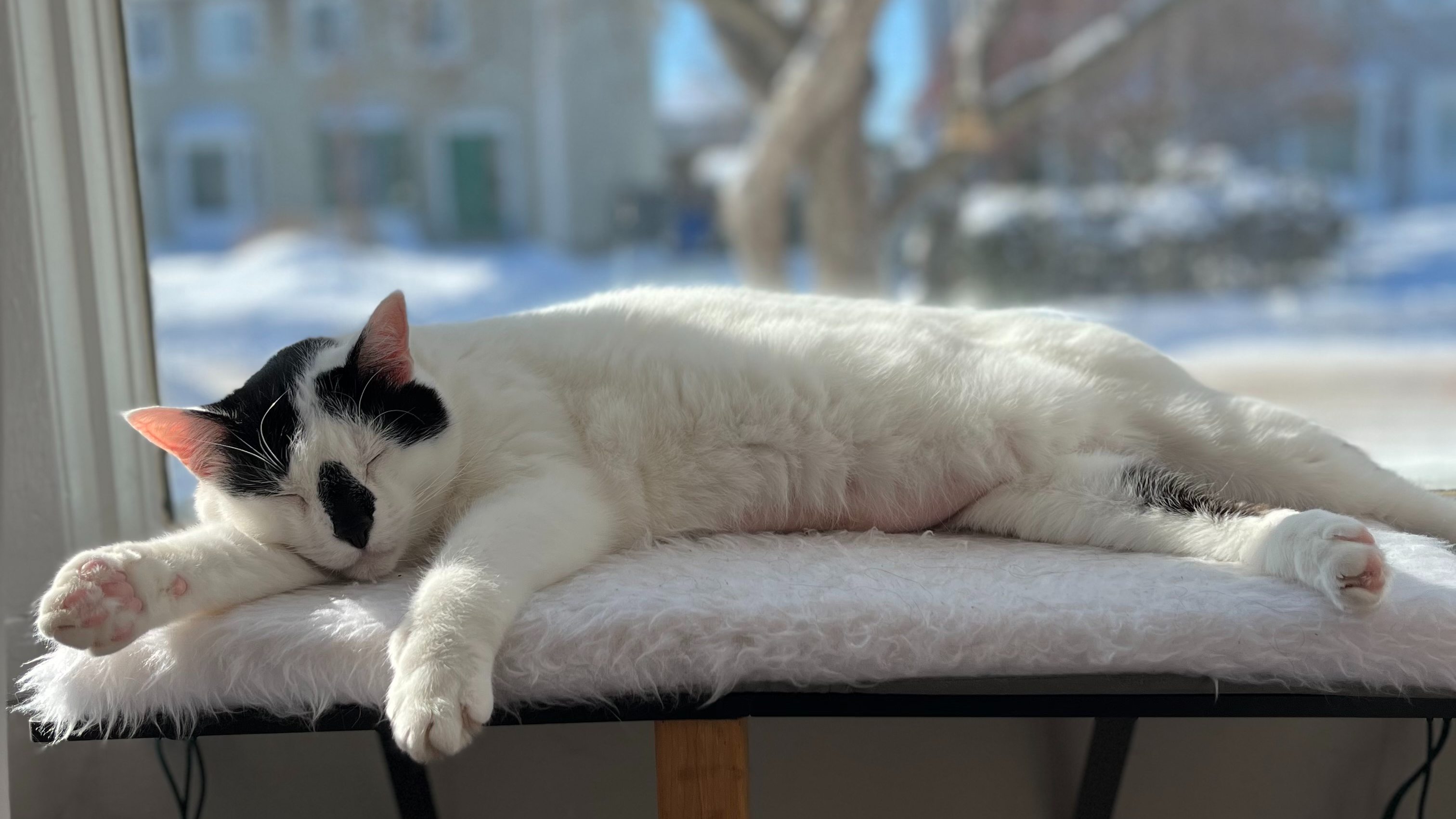 cat sleeping